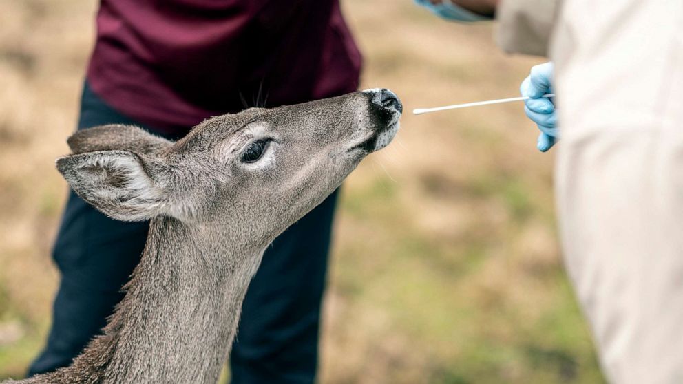 PHOTO: A researcher tries to swab a white-tailed deer at a wildlife center at Texas A&M University in College Station, Texas, on Feb. 2, 2022. White-tailed deer could become a reservoir for Coronavirus, health experts say. 