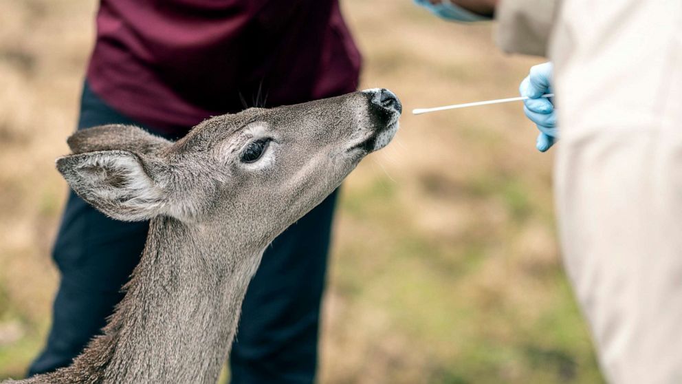 PHOTO: A researcher tries to swab a white-tailed deer at a wildlife center at Texas A&M University in College Station, Texas, on Feb. 2, 2022. White-tailed deer could become a reservoir for Coronavirus, health experts say.