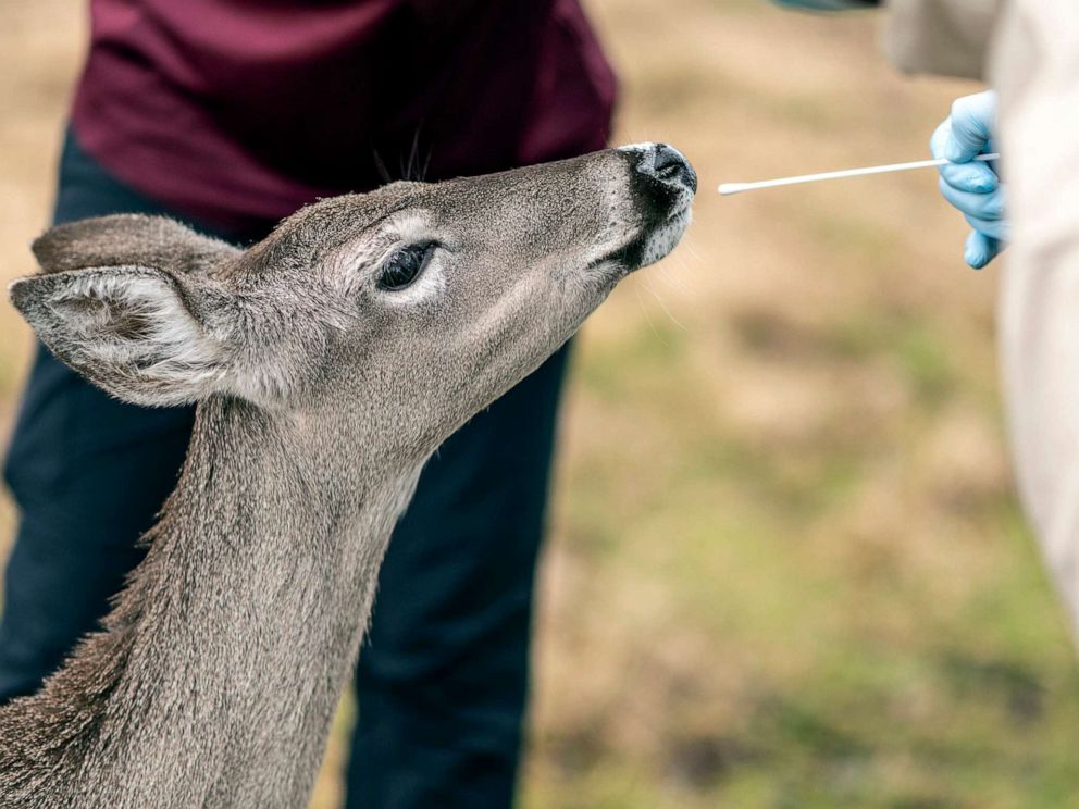 Omicron found in NYC deer raises questions about COVID transmission from  animals to humans - ABC News