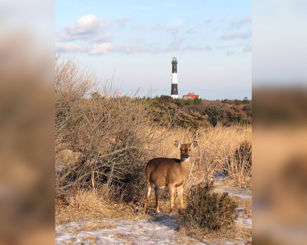 PHOTO: A white-tailed deer is photographed at Robert Moses State Park in Long Island, N.Y., Nov., 2009.