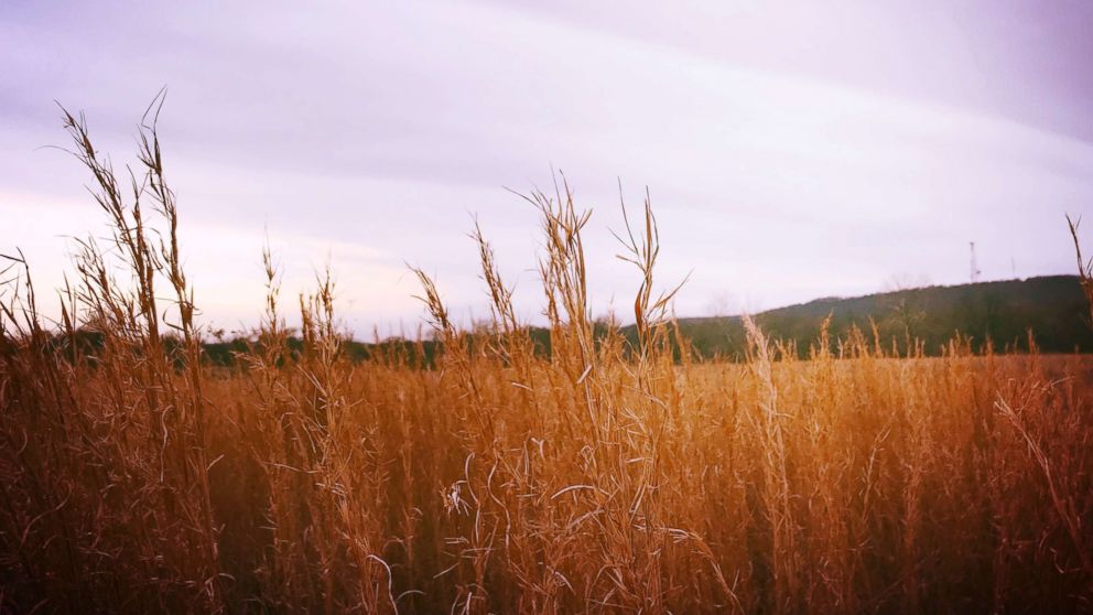PHOTO: Wheat field in Oklahoma