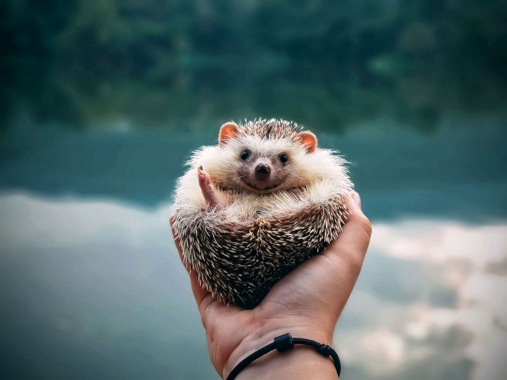 PHOTO: A person holds their pet hedgehog in this stock photo.