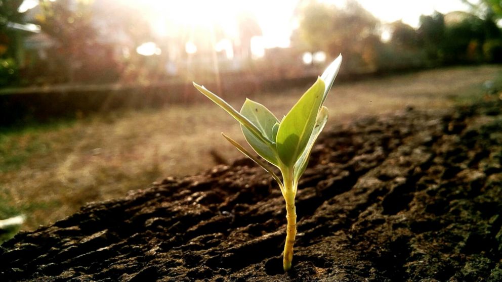 PHOTO: A plant digs its way through the dirt to receive some much needed sunlight in this undated stock photo.