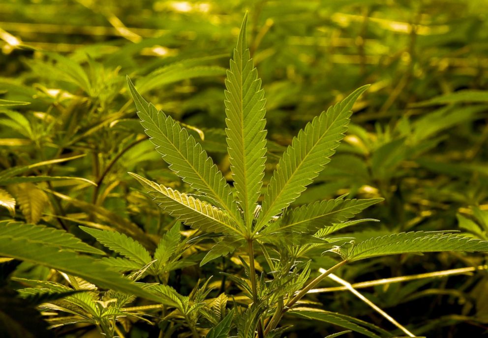 PHOTO: Marijuana plants being grown in a 54,000-square-foot marijuana cultivation facility in Las Vegas, Nevada, July 2017.