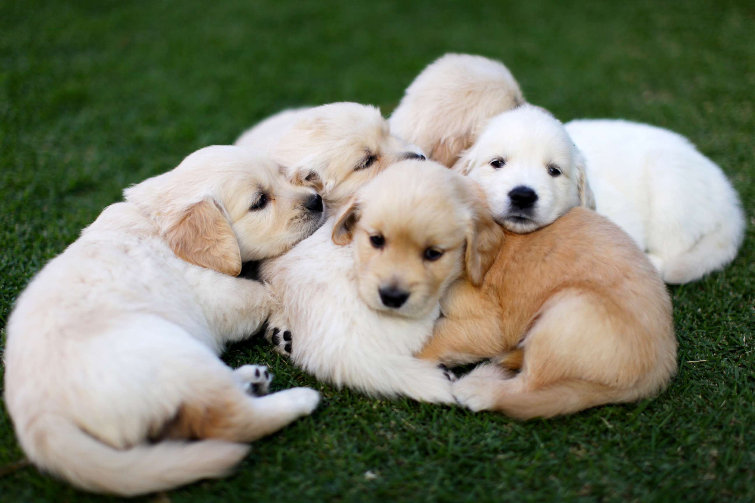 PHOTO: Puppies curl up together on the grass in this stock photo.