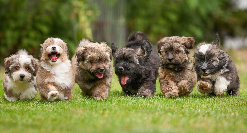 PHOTO: The puppies run on the grass in this photo.