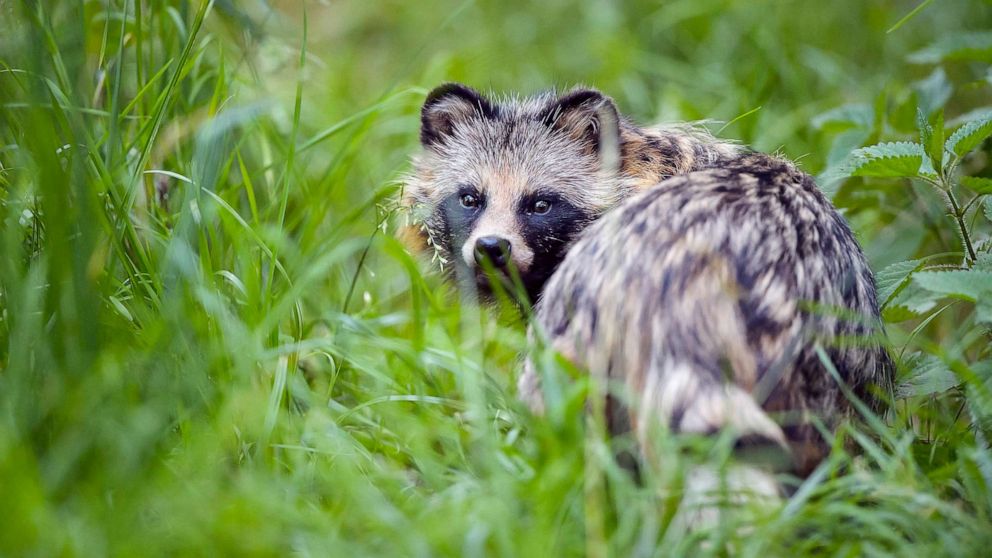 New report suggests COVID pandemic's origins linked to raccoon dogs at Wuhan market
