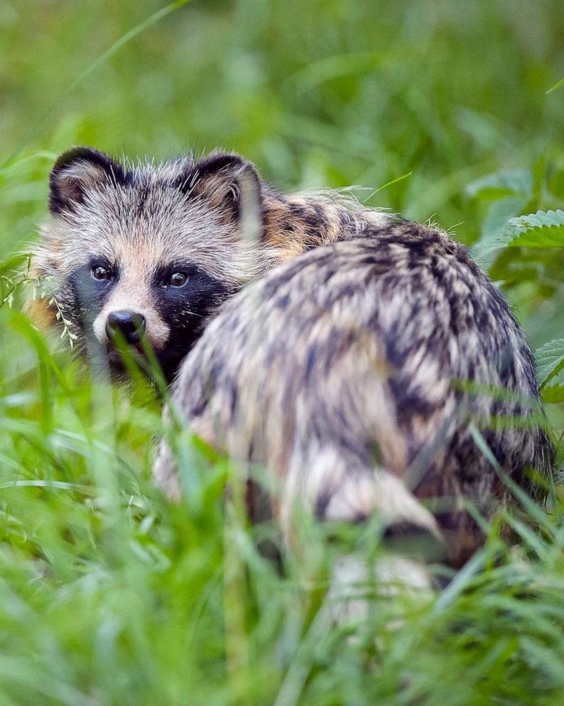 is a raccoon dog real