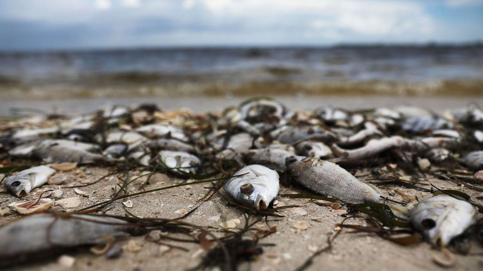 Image result for red tide before and after