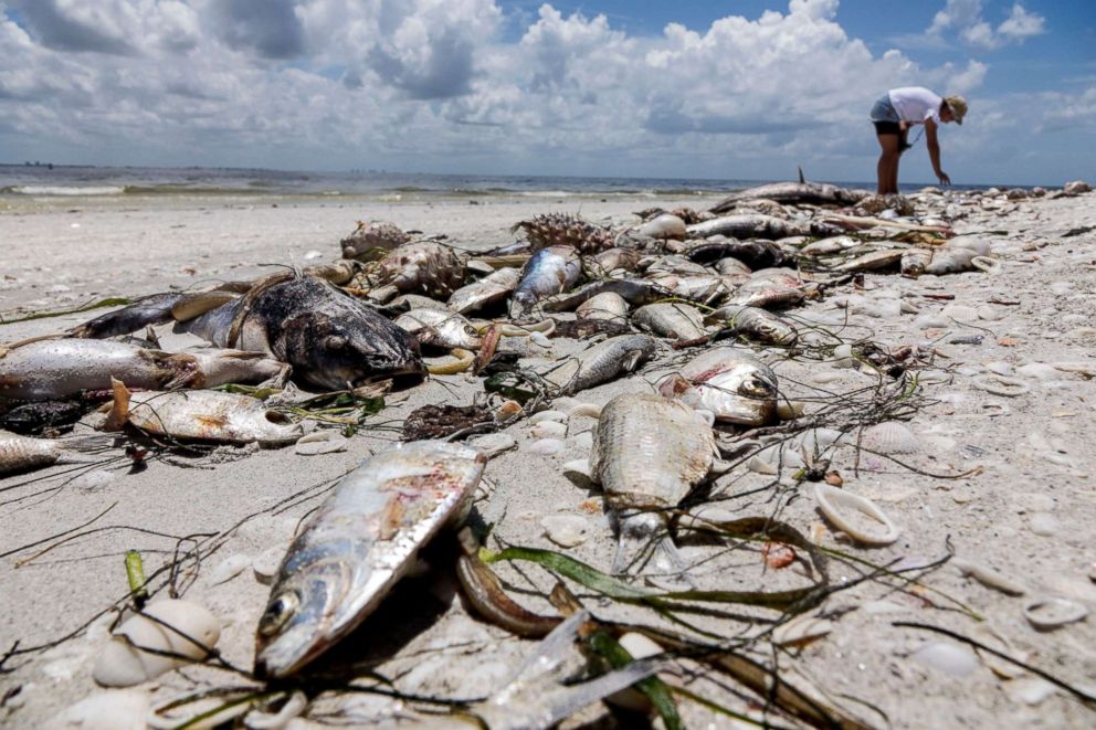 PHOTO: Several fish are seen washed ashore after dying in a red tide in Captiva, Fla., on Aug. 3, 2018. 