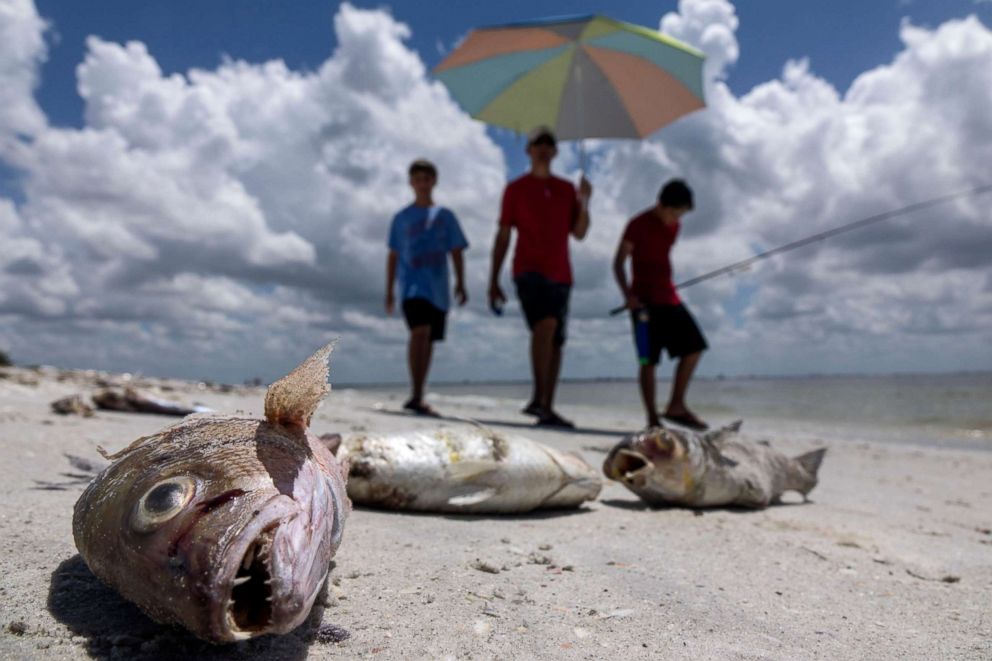 PHOTO: Several fish are seen washed ashore after dying in a red tide in Captiva, Fla., on Aug. 3, 2018. 