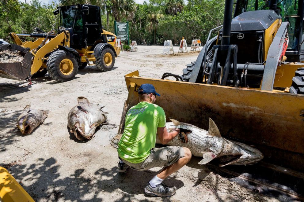 PHOTO: A worker cleaning out dead fish due to a red tide in Captiva, Fla., on Aug. 3, 2018. The current red tide has stayed along the coast for around 10 months, killing massive amounts sea life.