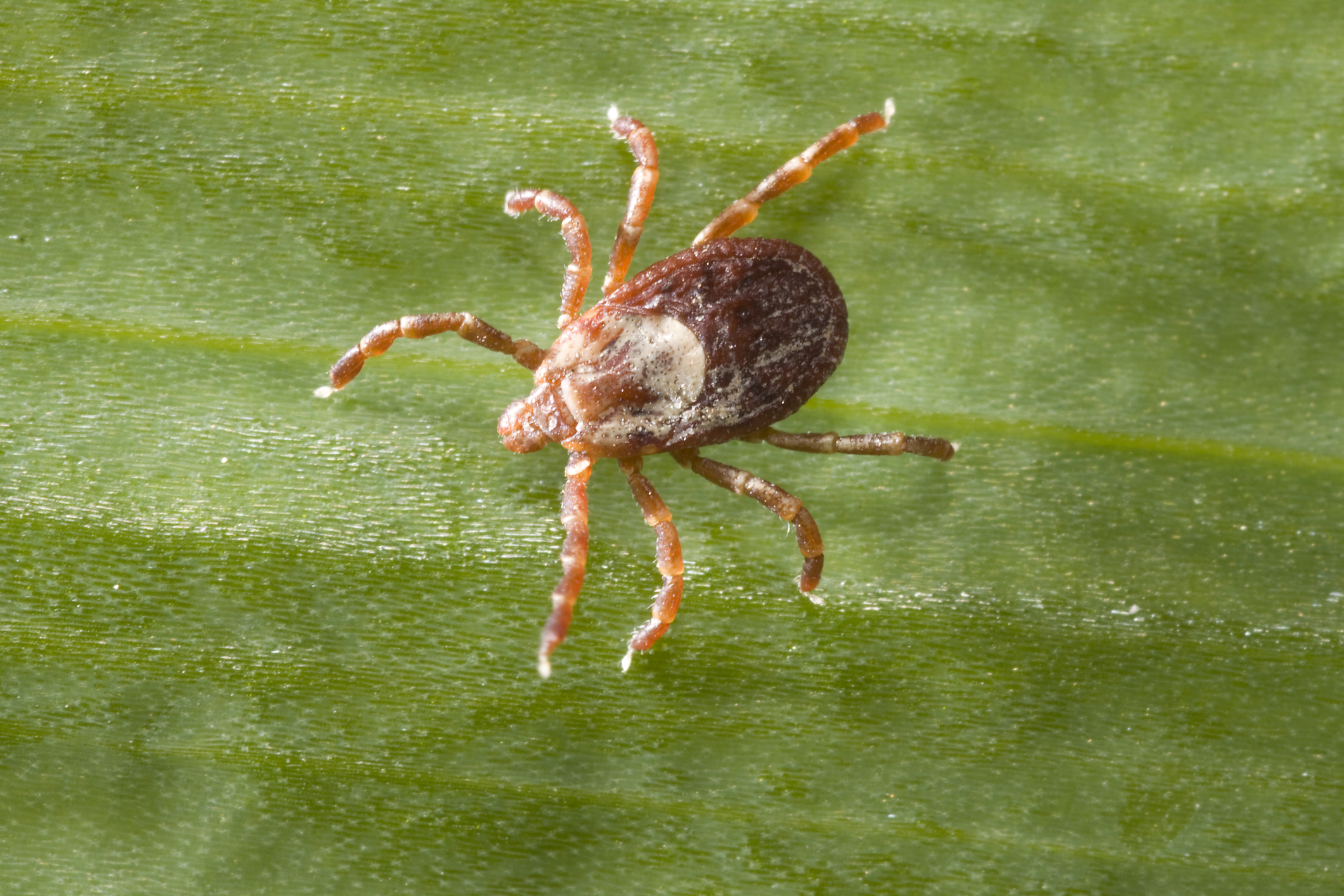 PHOTO: Rocky Mountain wood tick, Dermacentor andersoni, is seen pictured in this undated stock photo.
