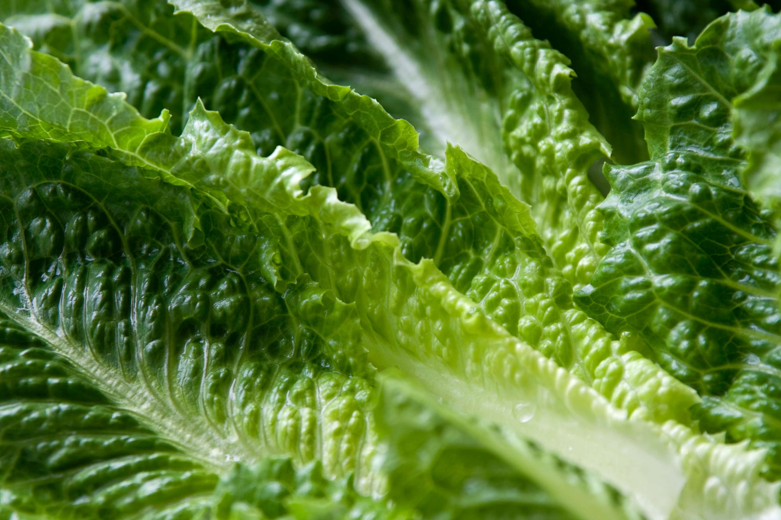 PHOTO: An undated stock photo of leaves of Romaine lettuce.