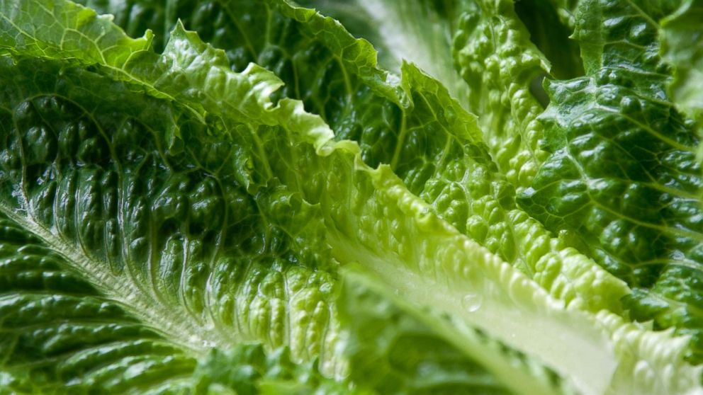An undated stock photo of leaves of Romaine lettuce.