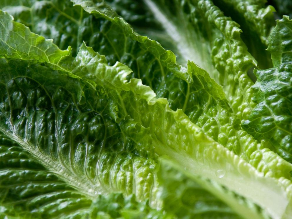 PHOTO: An undated stock photo of leaves of Romaine lettuce.