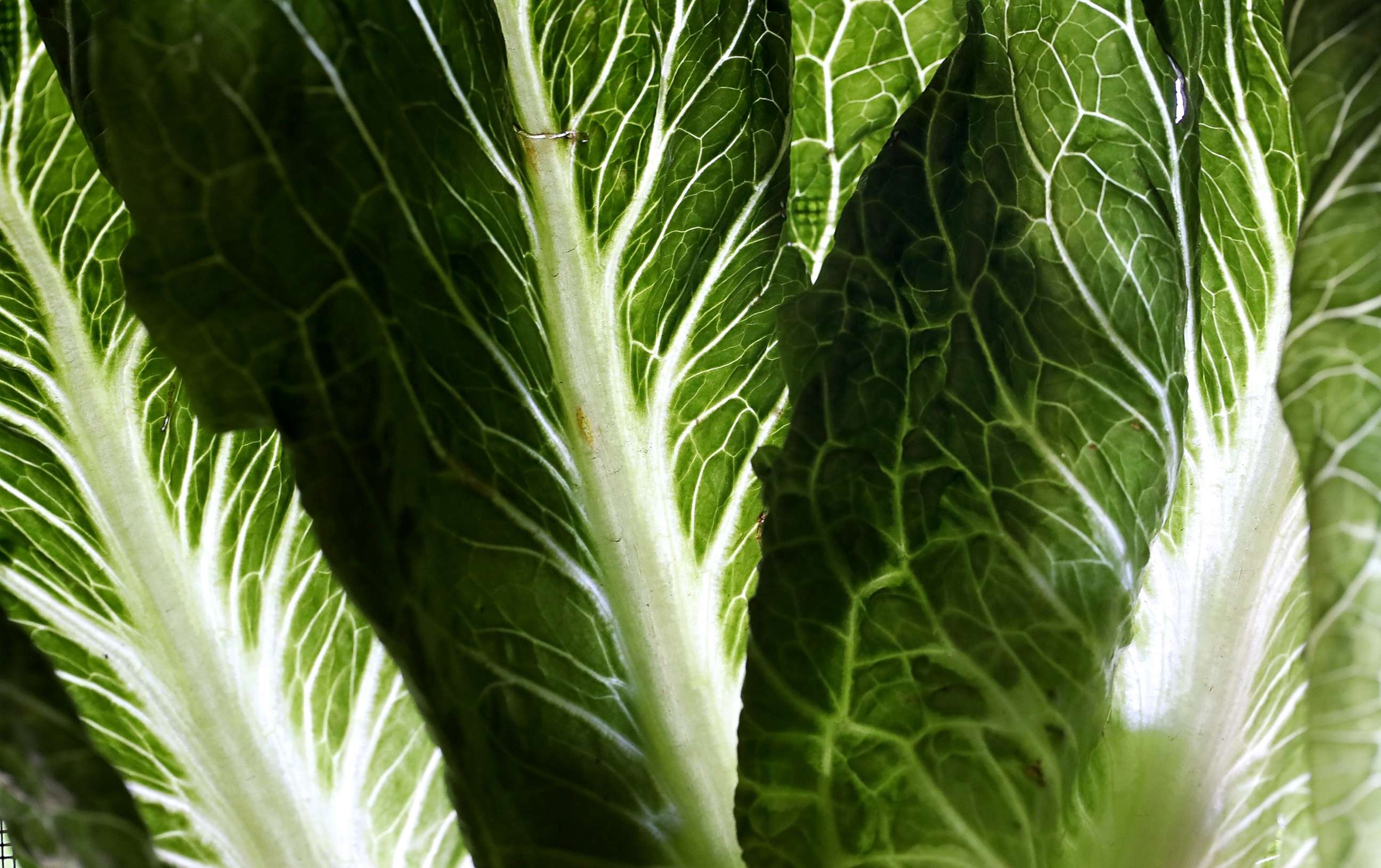 PHOTO: Romaine lettuce is displayed on May 2, 2018 in San Anselmo, Calif.