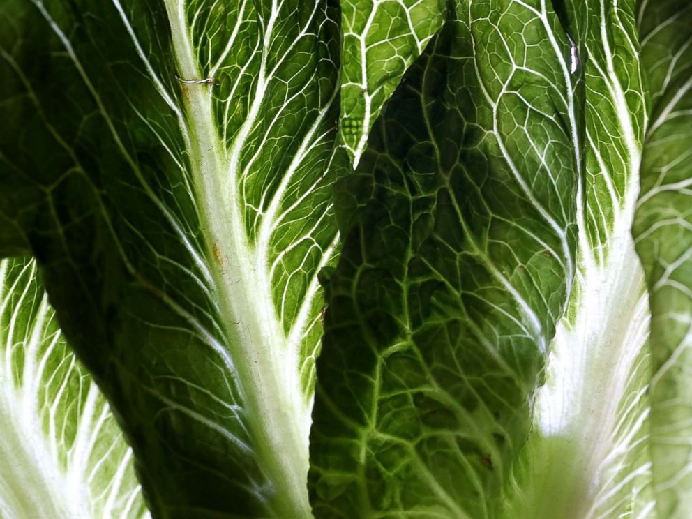 PHOTO: Romaine lettuce is displayed on May 2, 2018 in San Anselmo, Calif.