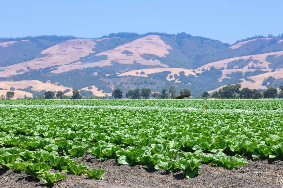 PHOTO: Field of romaine lettuce.