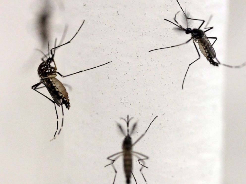 PHOTO: Aedes aegypti mosquitoes are seen inside Oxitec laboratory in Campinas, Brazil, Feb. 2, 2016.