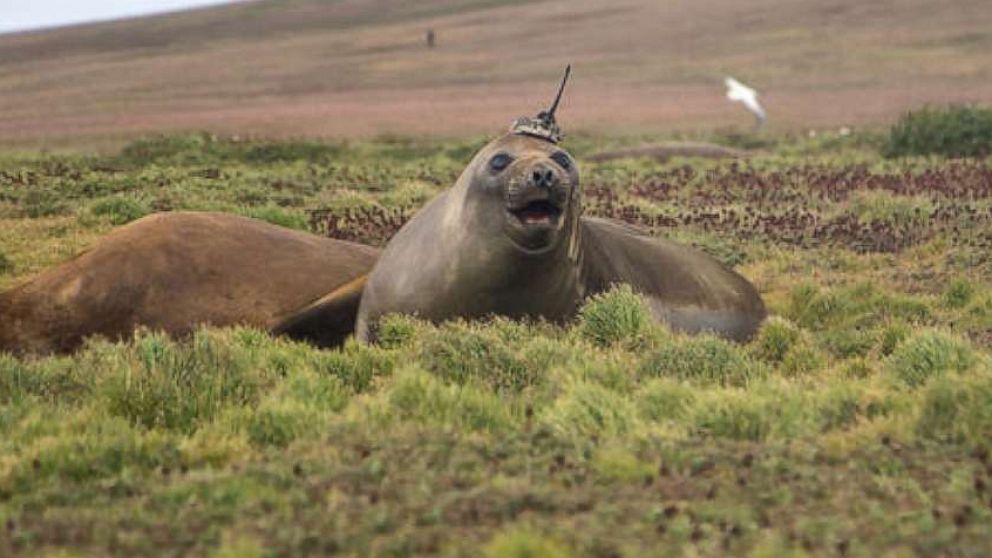 PHOTO: An undated photo shows a tagged elephant seal basks on Kerguelen Island, a French territory in the Antarctic.