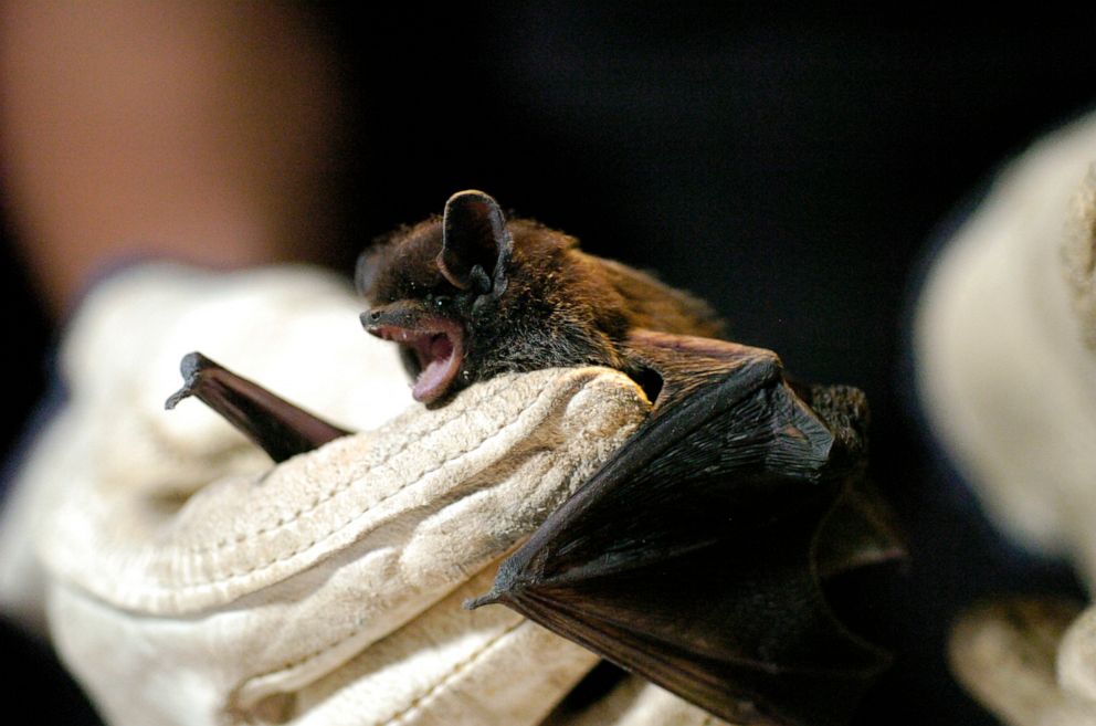 PHOTO: Alice Chung-MacCoubrey, a bat researcher, holds a Silver-Haired bat for research, June 5, 2006, in Fruita, Colorado.