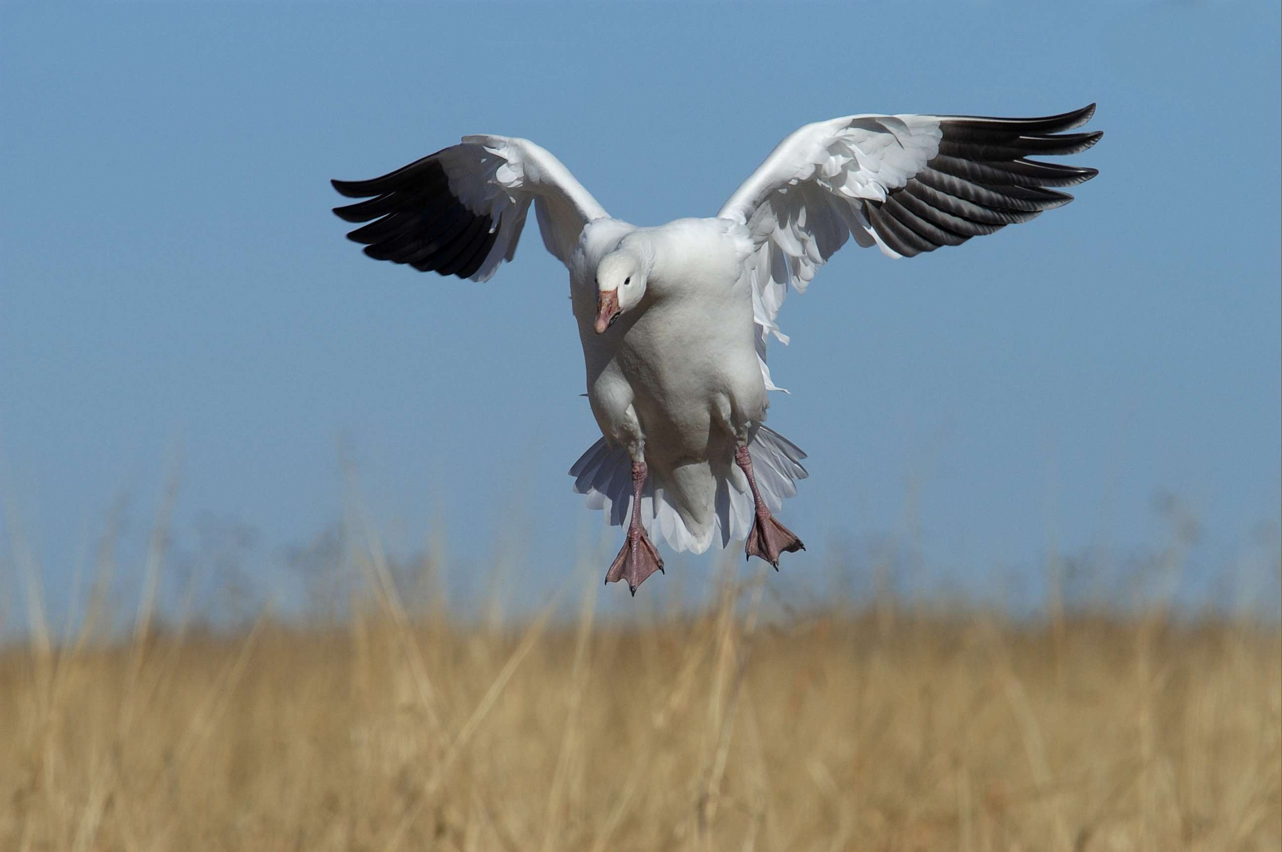 PHOTO: A snow goose lands from flight in Bosque, N.M. in an undated file image.