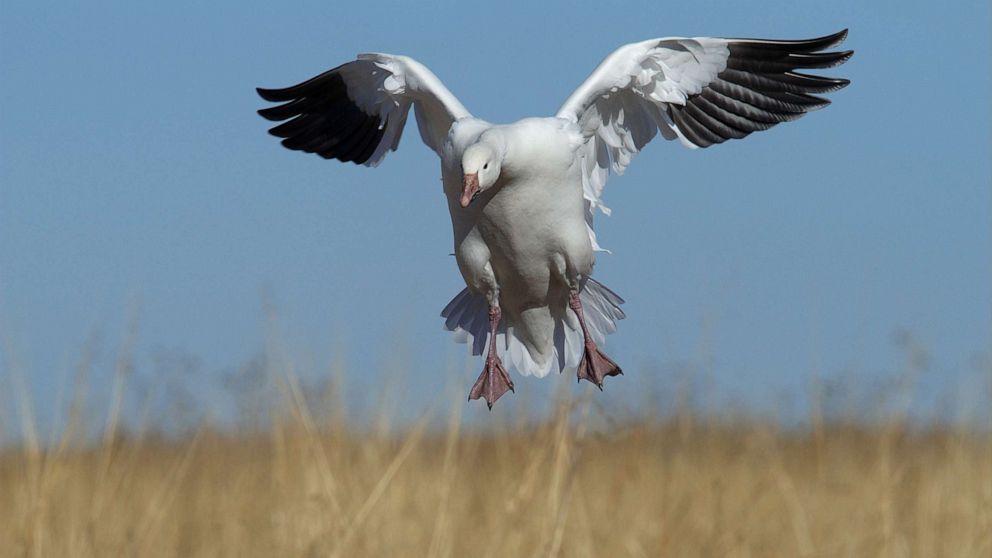 PHOTO: A snow goose lands from flight in Bosque, N.M. in an undated file image.