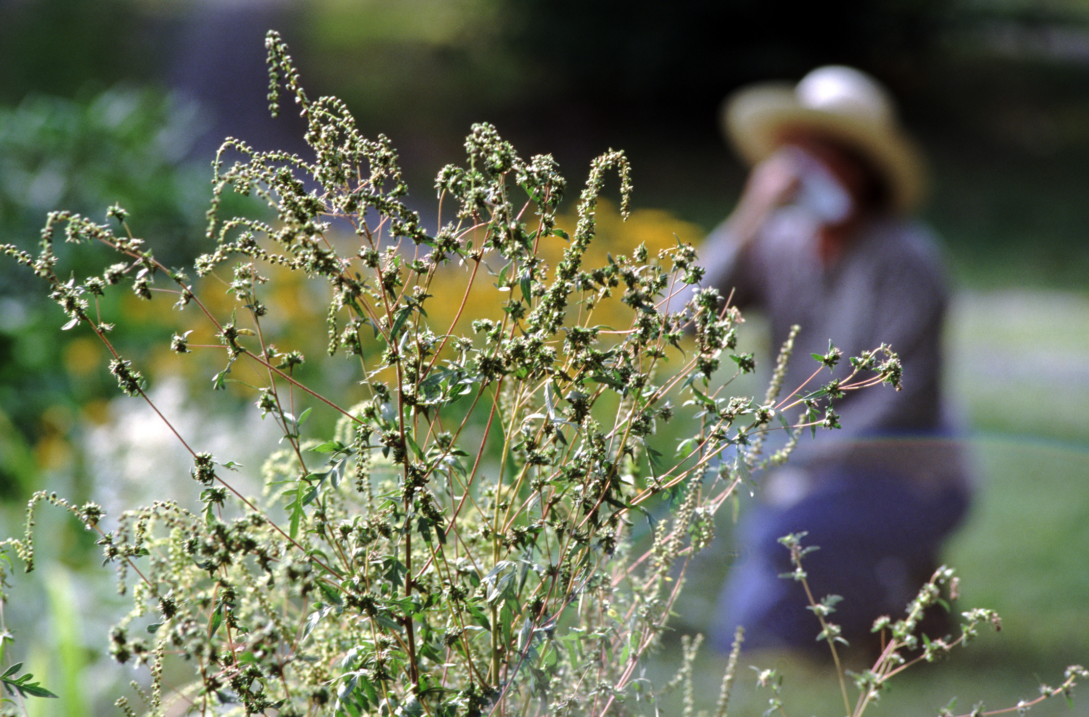 PHOTO: The biggest spring allergy trigger is pollen and flowers.