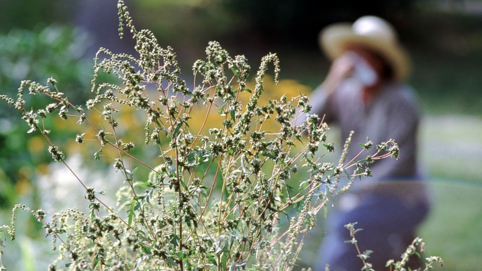 Climate and environment updates: Climate change making allergy season ...