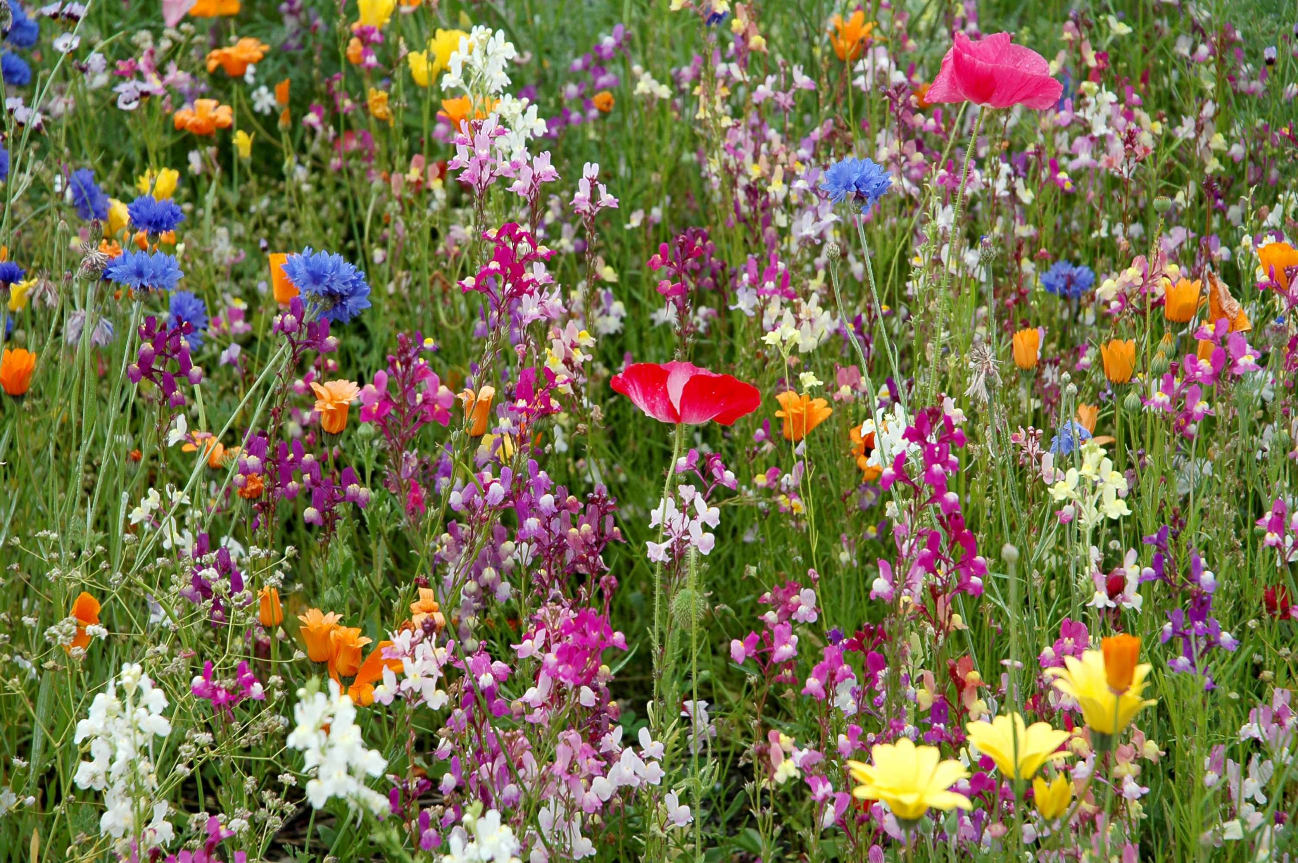 PHOTO: The biggest spring allergy trigger is pollen and flowers.