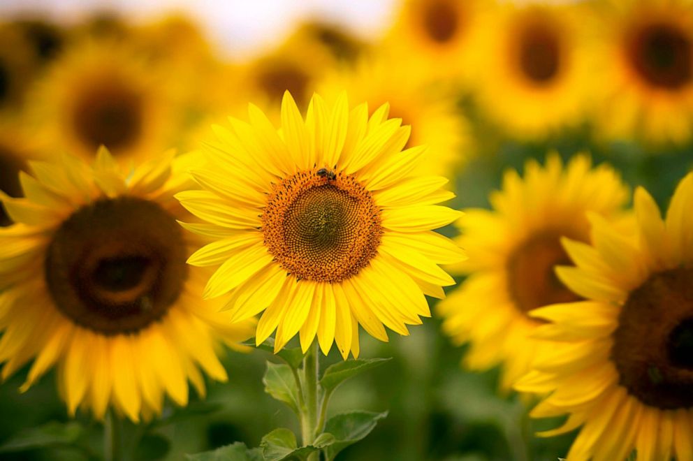 PHOTO: A bee visits in sunflower in a field.