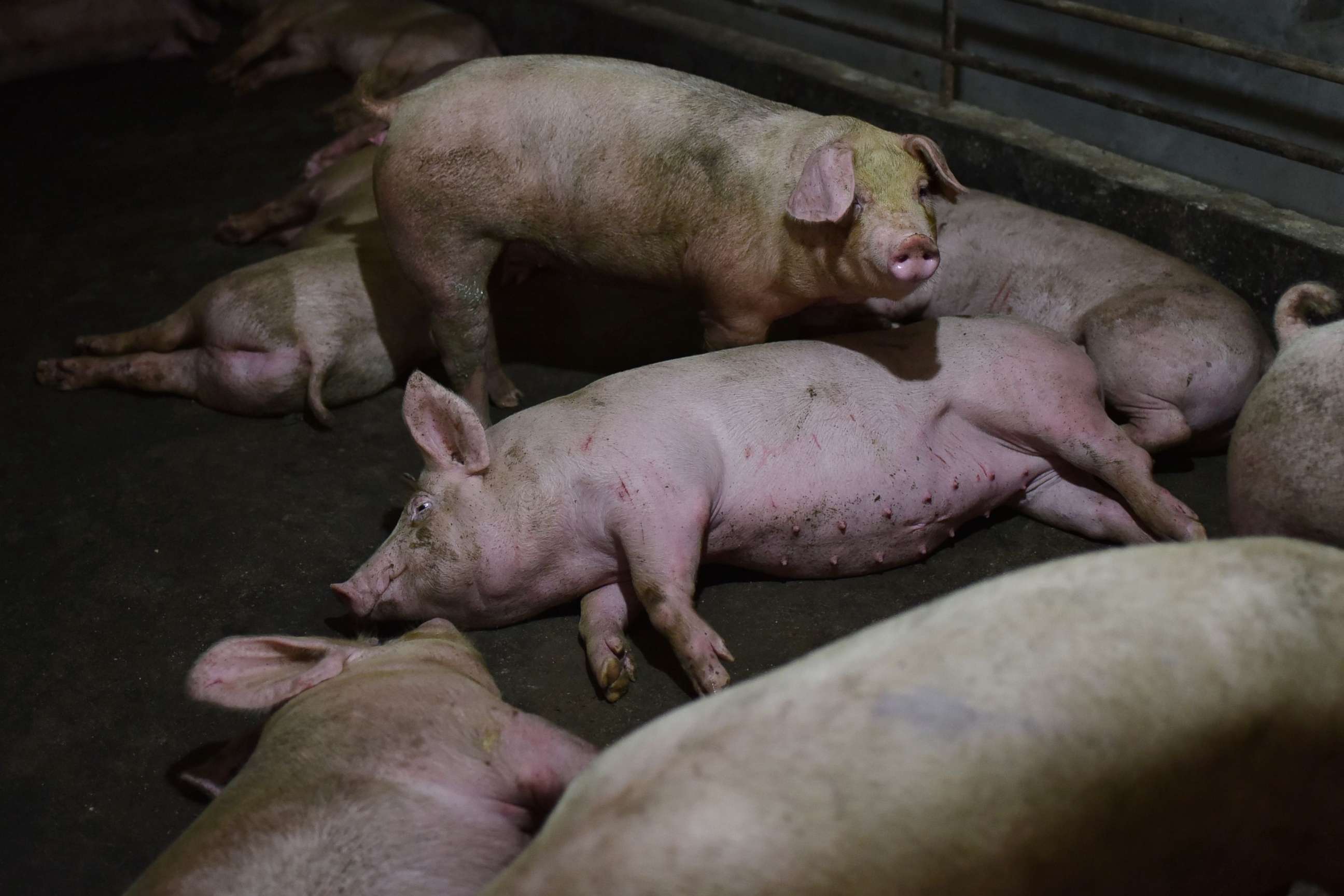 PHOTO: This file photo from Aug. 10, 2018, shows pigs resting in a pen in China's central Henan province. Researchers in China have discovered a new type of swine flu capable of triggering a pandemic, according to a study published June 29, 2020, in PNAS.