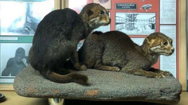 Inside one of the world's largest taxidermy collections - ABC News Inside one of the world's largest taxidermy collections - ABC News