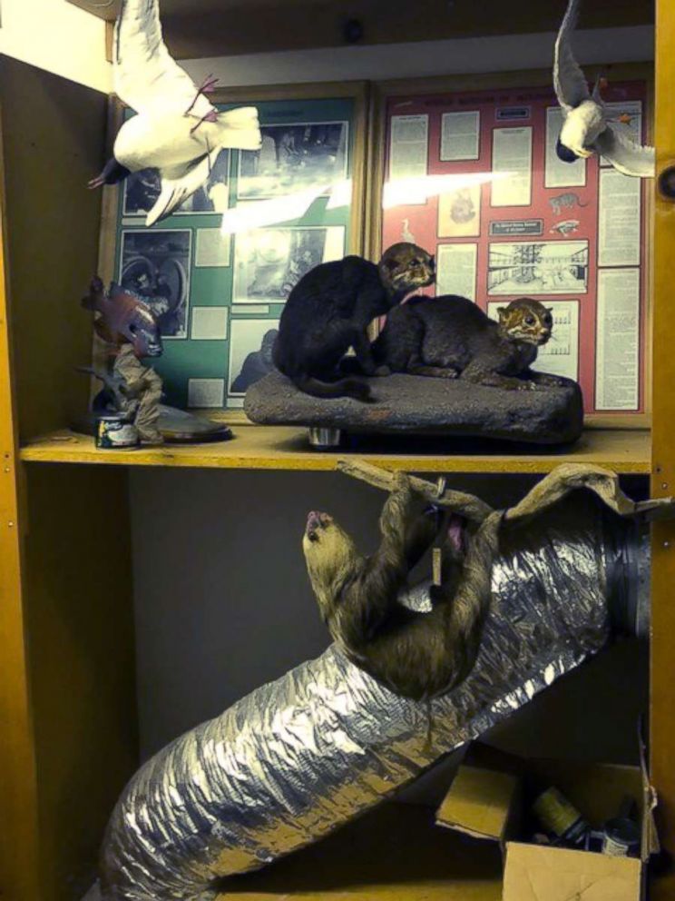 PHOTO: La Sierra University’s World Museum of Natural History contains one of the largest and rarest collection of taxidermy in the world.