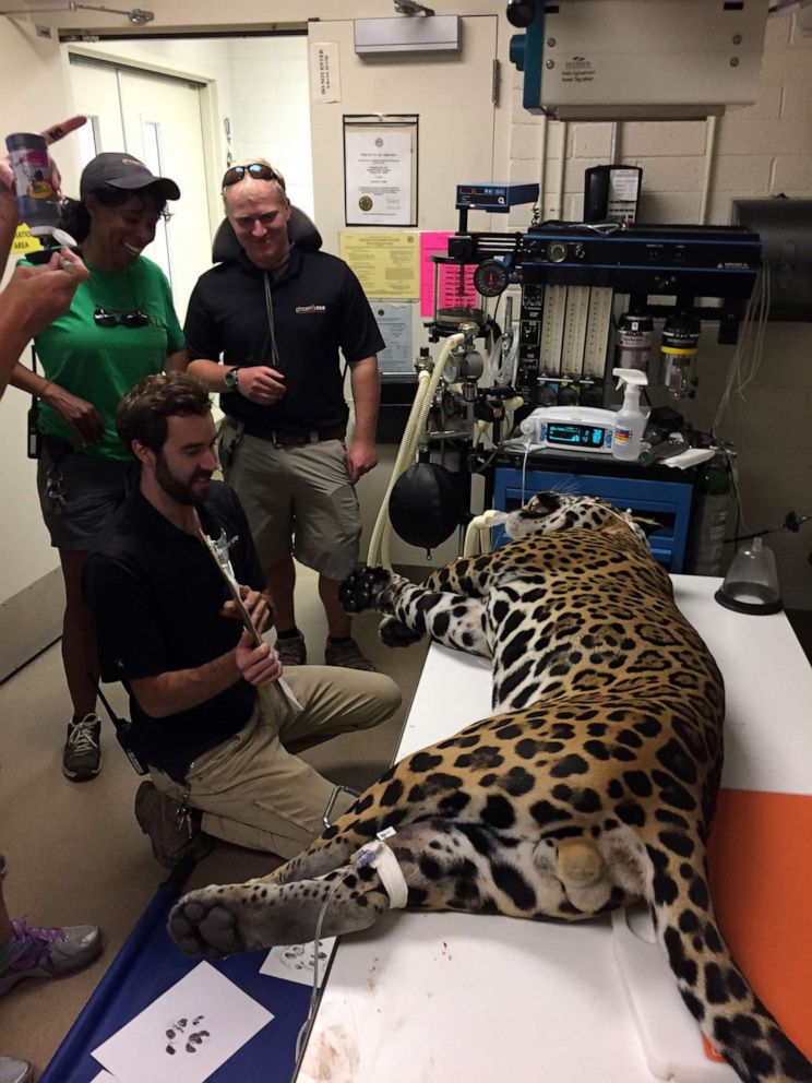 PHOTO: A jaguar is hooked up to a ventilator for procedures at the Phoenix Zoo. The zoo is prepared to loan its breathing machine any local hospital in need during the coronavirus outbreak.