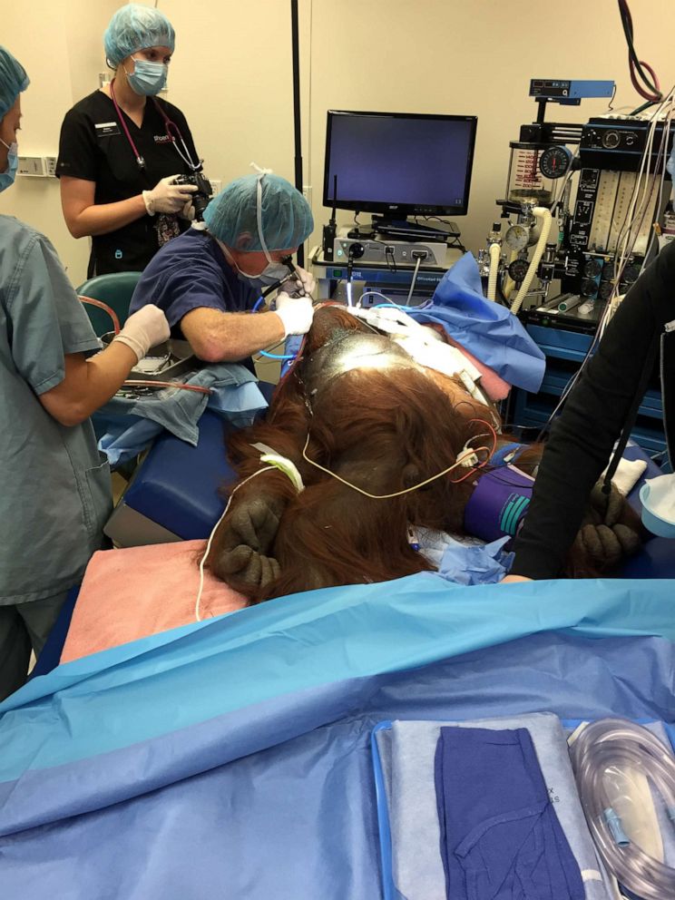 PHOTO: An orangutan is hooked up to a ventilator for procedures at the Phoenix Zoo. The zoo is prepared to loan its breathing machine any local hospital in need during the coronavirus outbreak.