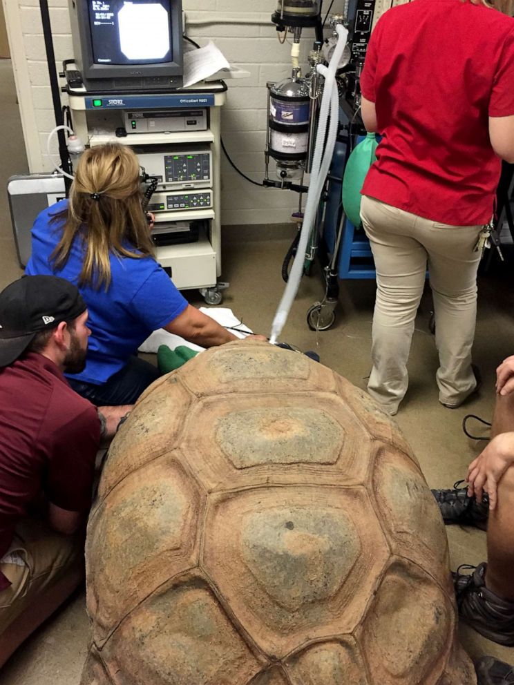 PHOTO: A tortoise is hooked up to a ventilator for procedures at the Phoenix Zoo. The zoo is prepared to loan its breathing machine any local hospital in need during the coronavirus outbreak.