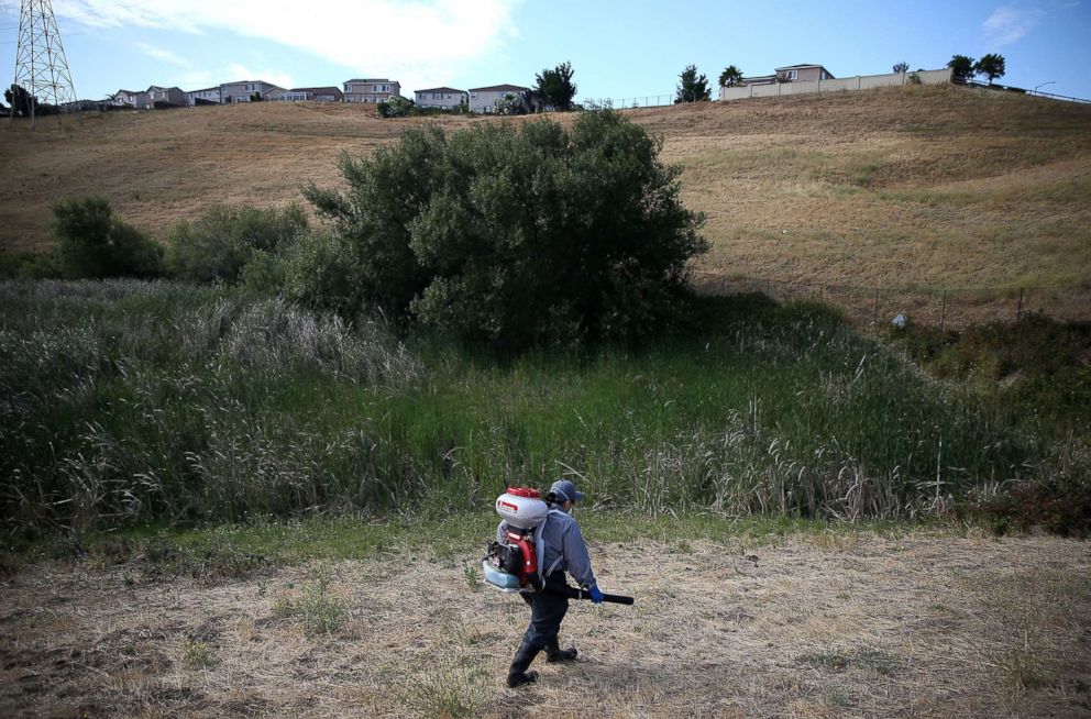 PHOTO: Contra Costa County Mosquito and Vector Control District technician Josefa Cabada uses a blower to distribute mosquito bacteria larvicide granules to kill off mosquito larvae found in a retention pond on July 21, 2015 in Bay Point, Calif.