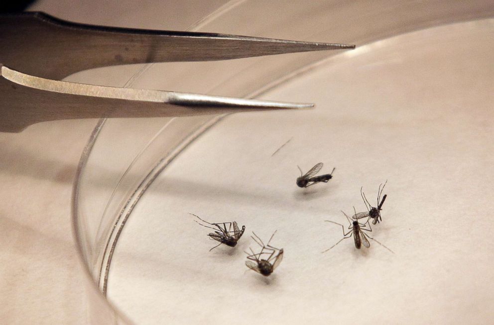PHOTO: Mosquitoes are sorted at the Dallas County mosquito lab in Dallas, Aug. 16, 2012.