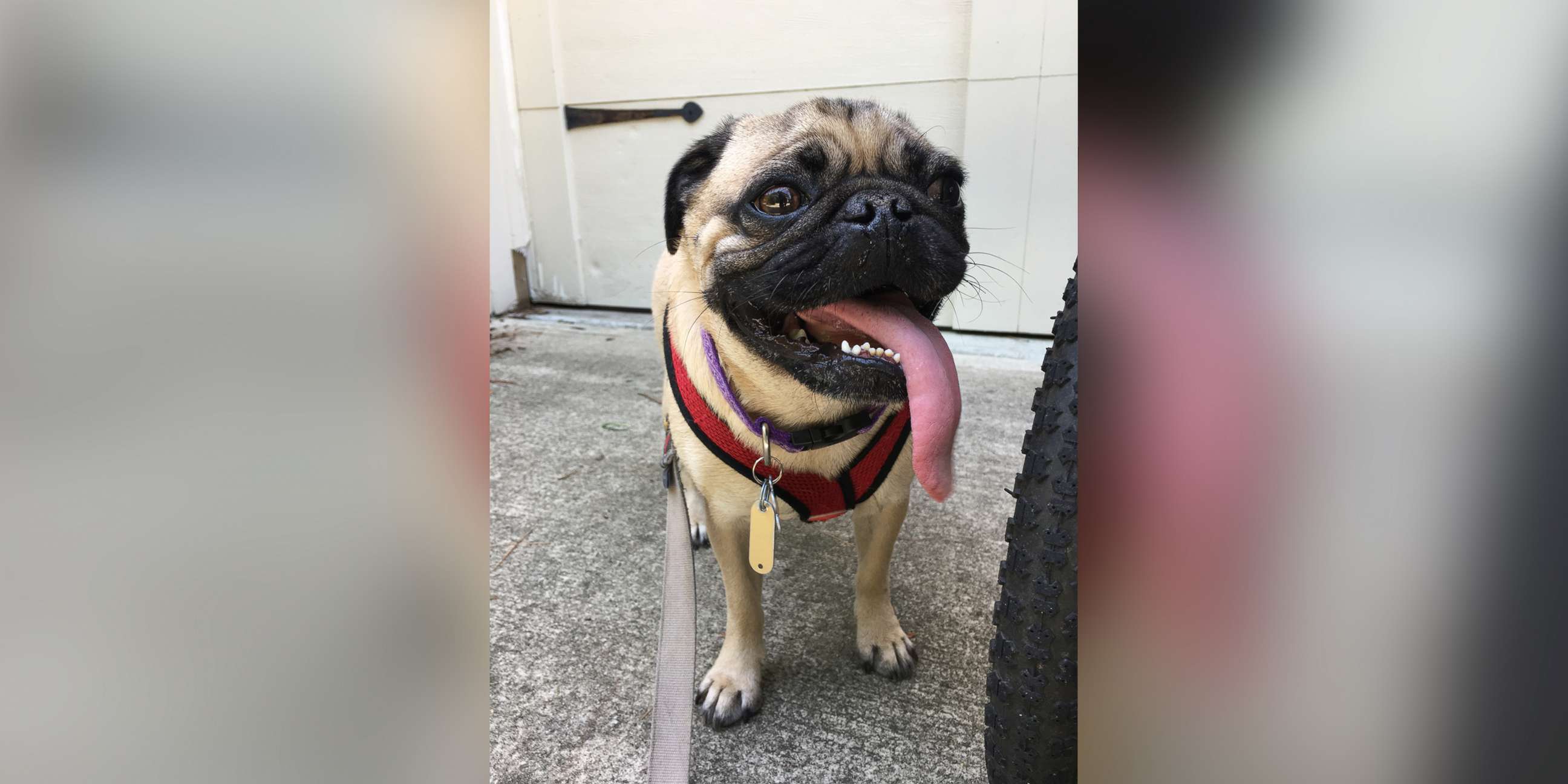 PHOTO: The USDA now says there was no confirmable evidence that Winston, a pug from North Carolina, had the COVID-19 virus.