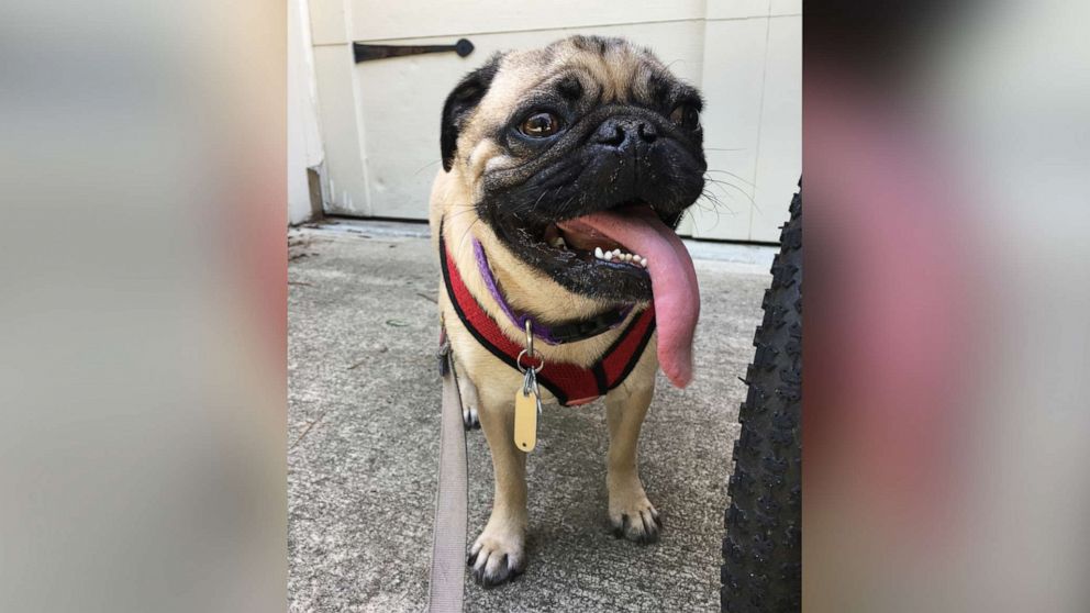PHOTO: The USDA now says there was no confirmable evidence that Winston, a pug from North Carolina, had the COVID-19 virus.