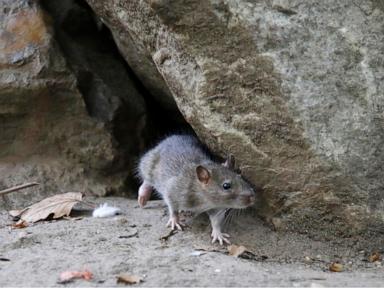 More rats infesting cities amid warmer temperatures, scientists say