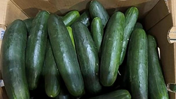 FILE - This undated photo provided by the U.S. Food and Drug Administration shows cucumbers recalled for salmonella. (U.S. Food and Drug Administration via AP)