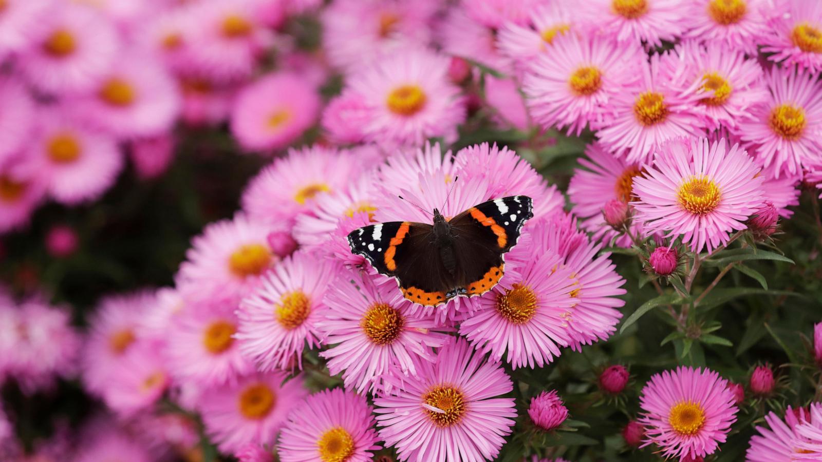 First national analysis finds America’s butterflies are disappearing at ‘catastrophic’ rate