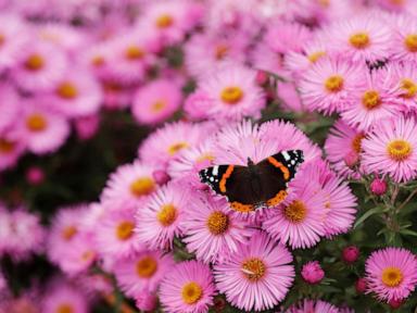 First national analysis finds America's butterflies are disappearing at 'catastrophic' rate