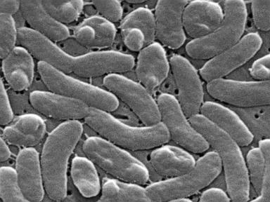 What Everyone Gets Wrong About Gulf Coast Flesh Eating Bacteria Risks