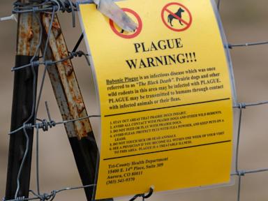 The plague rarely affects humans, though the US sees about 7 cases a year. Here's why