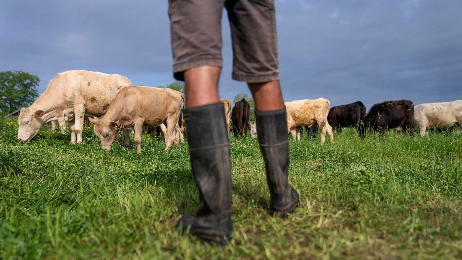 Eat grass-fed beef, help the planet? Research says not so simple