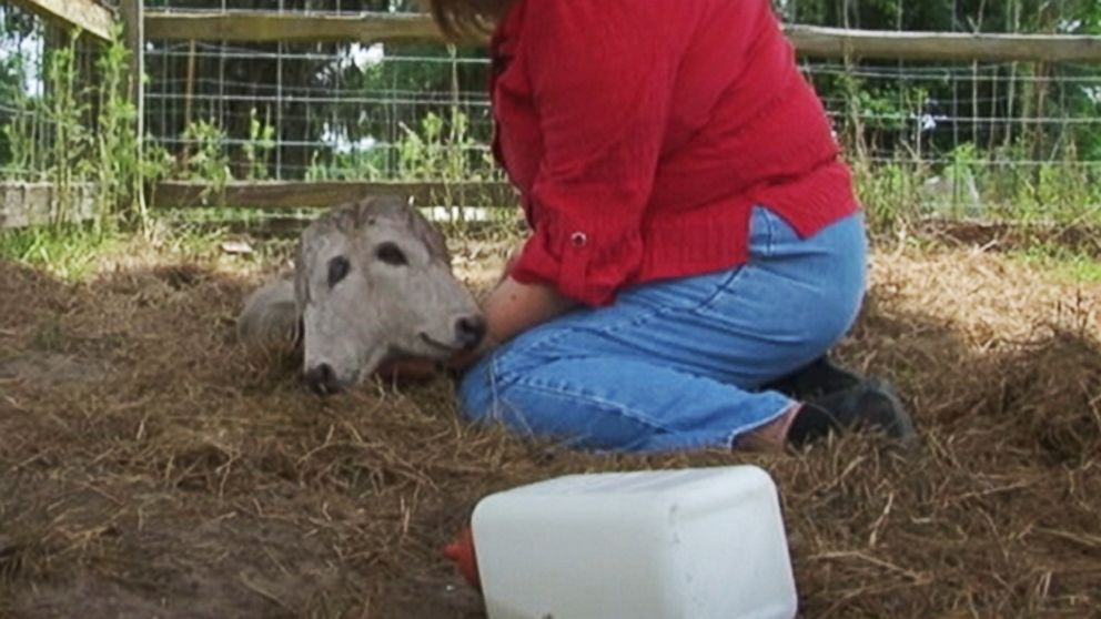PHOTO: A Florida woman discovered a two-headed calf in her field and named the baby animal Annabel.